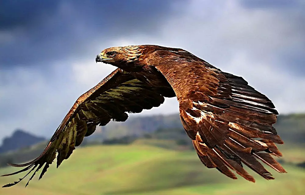 Aquila Reale