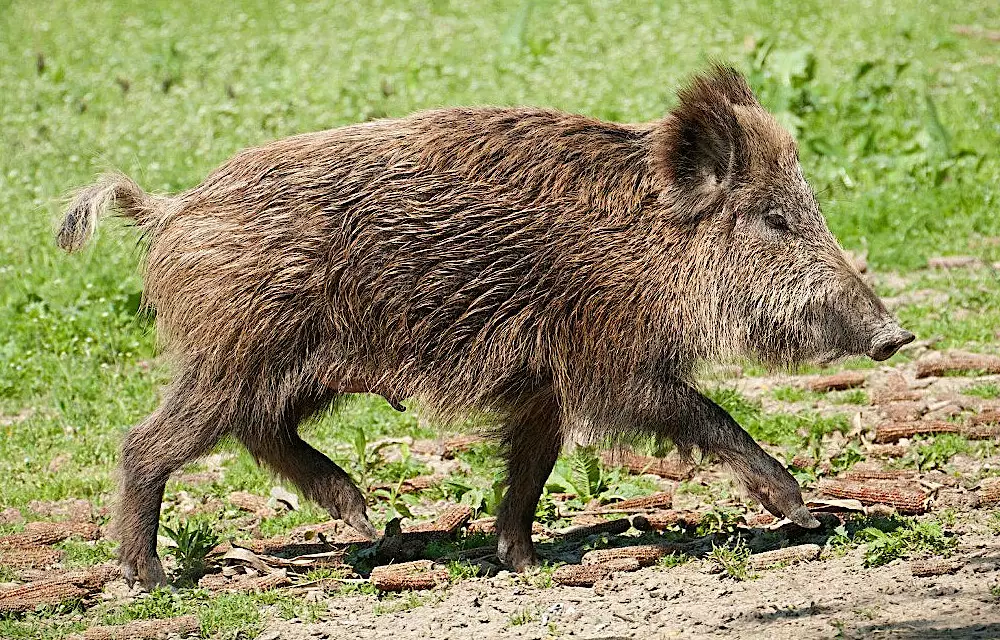 Cinghiale -cucciolo-