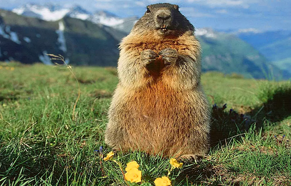 marmotta