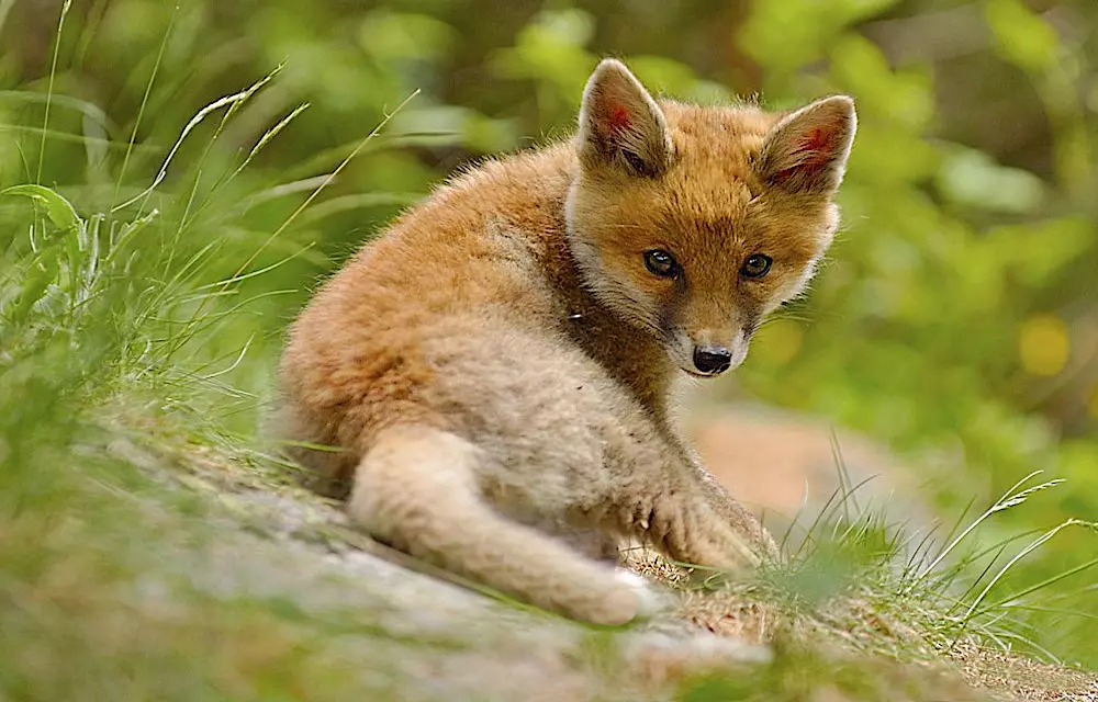 Cucciolo di Volpe